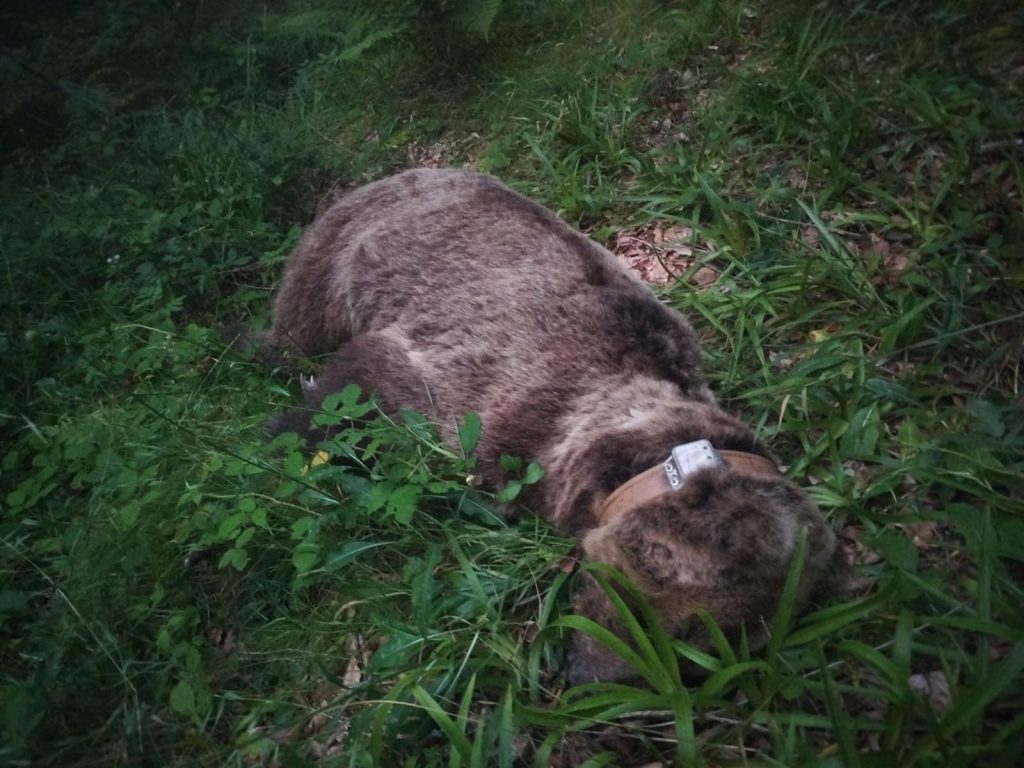 Hallan muerto en Somiedo un oso adulto de 110 kilos radiomarcado por la Junta de Castilla y León