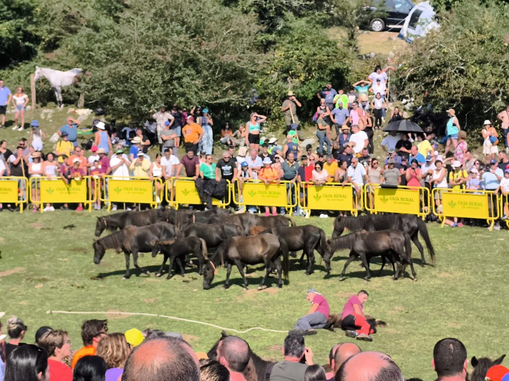Gran éxito en la XLV Fiesta del Asturcón 2025 en Majada de Espineres