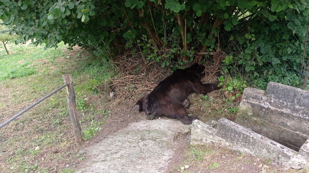 El Principado investiga como posible caso de furtivismo la muerte de un oso pardo en Belmonte