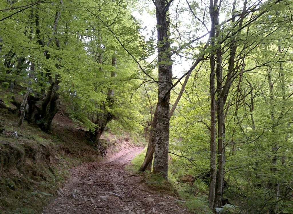 Asturias refuerza su apuesta por la acción climática y destina más de 128.000 euros a apoyar a 37 entidades inscritas en el Registro de la Huella de Carbono