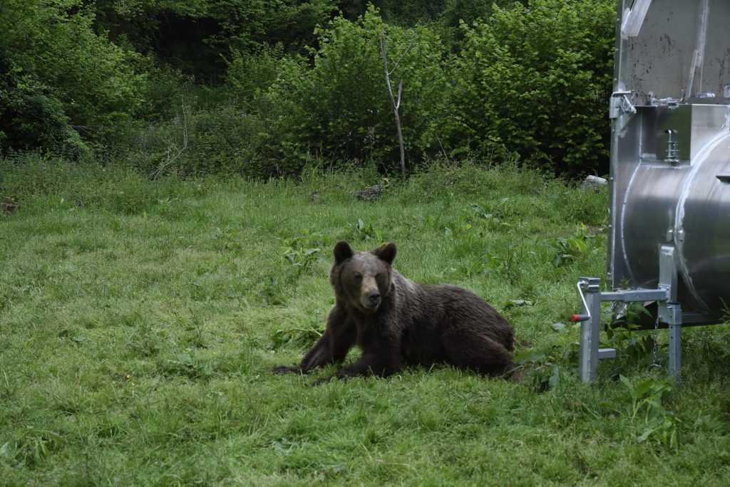 Asturias ha capturado y monitorizado este año a seis osos pardos acostumbrados a entornos habitados para alejarlos de los pueblos