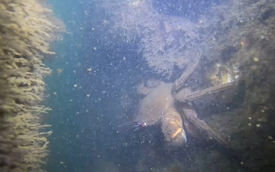 Las dársenas de San Agustín y San Juan acogen 6 micro arrecifes biomiméticos que estimulan la implantación de 42 especies Las dársenas de San Agustín y San Juan acogen 6 micro arrecifes biomiméticos que estimulan la implantación de 42 especies