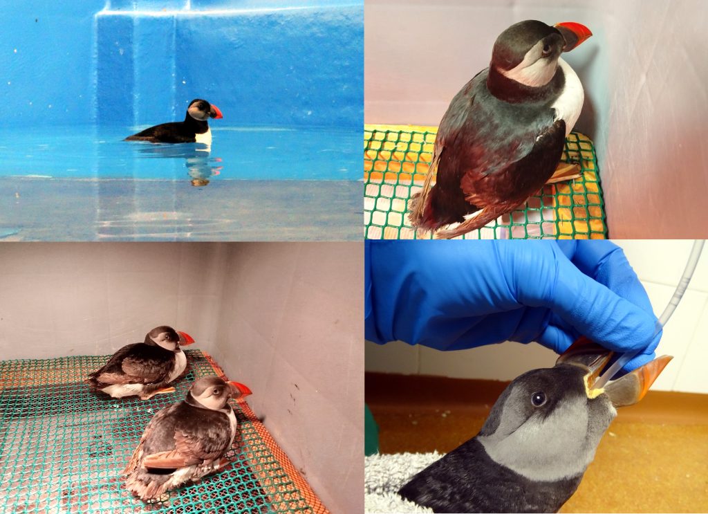 El Centro de Recuperación de la Fauna Silvestre recibe 155 frailecillos atlánticos afectados por las condiciones meteorológicas El Centro de Recuperación de la Fauna Silvestre recibe 155 frailecillos atlánticos afectados por las condiciones meteorológicas