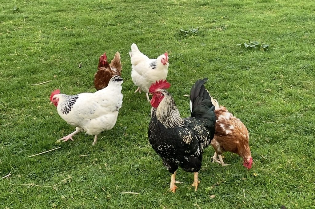 La cría de aves de corral en libertad vuelve a estar permitida en toda Asturias