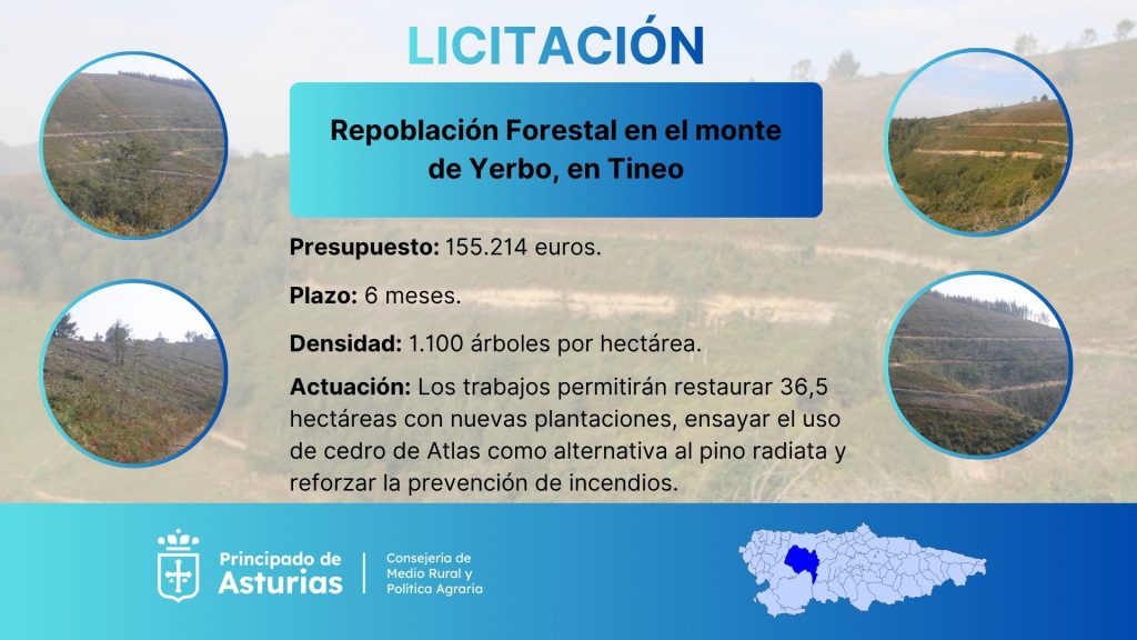El Gobierno de Asturias licita por más de 155.000 euros la repoblación forestal del monte de Yerbo, en Tineo El Gobierno de Asturias licita por más de 155.000 euros la repoblación forestal del monte de Yerbo, en Tineo