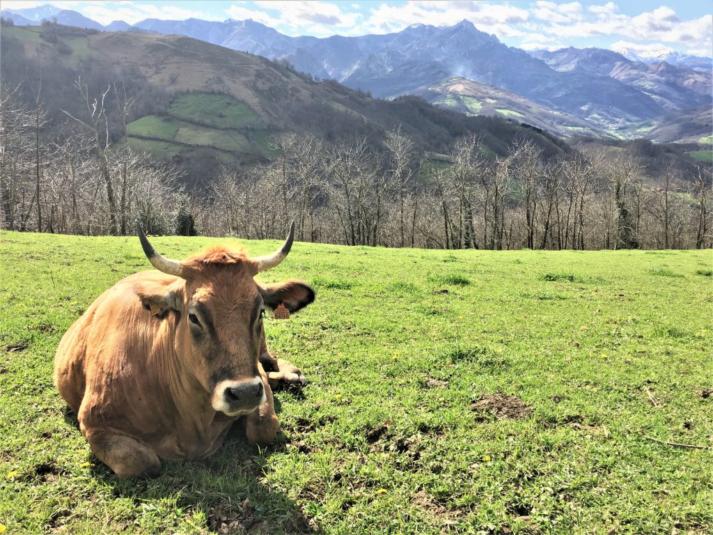 Medio Rural prorroga hasta el 31 de octubre las medidas de prevención frente a la dermatosis nodular contagiosa